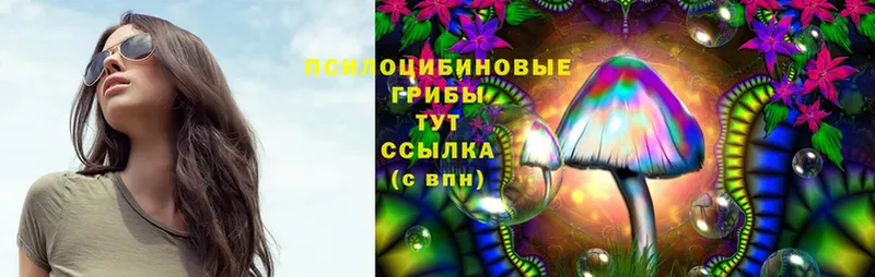 Псилоцибиновые грибы Psilocybe  Гремячинск 